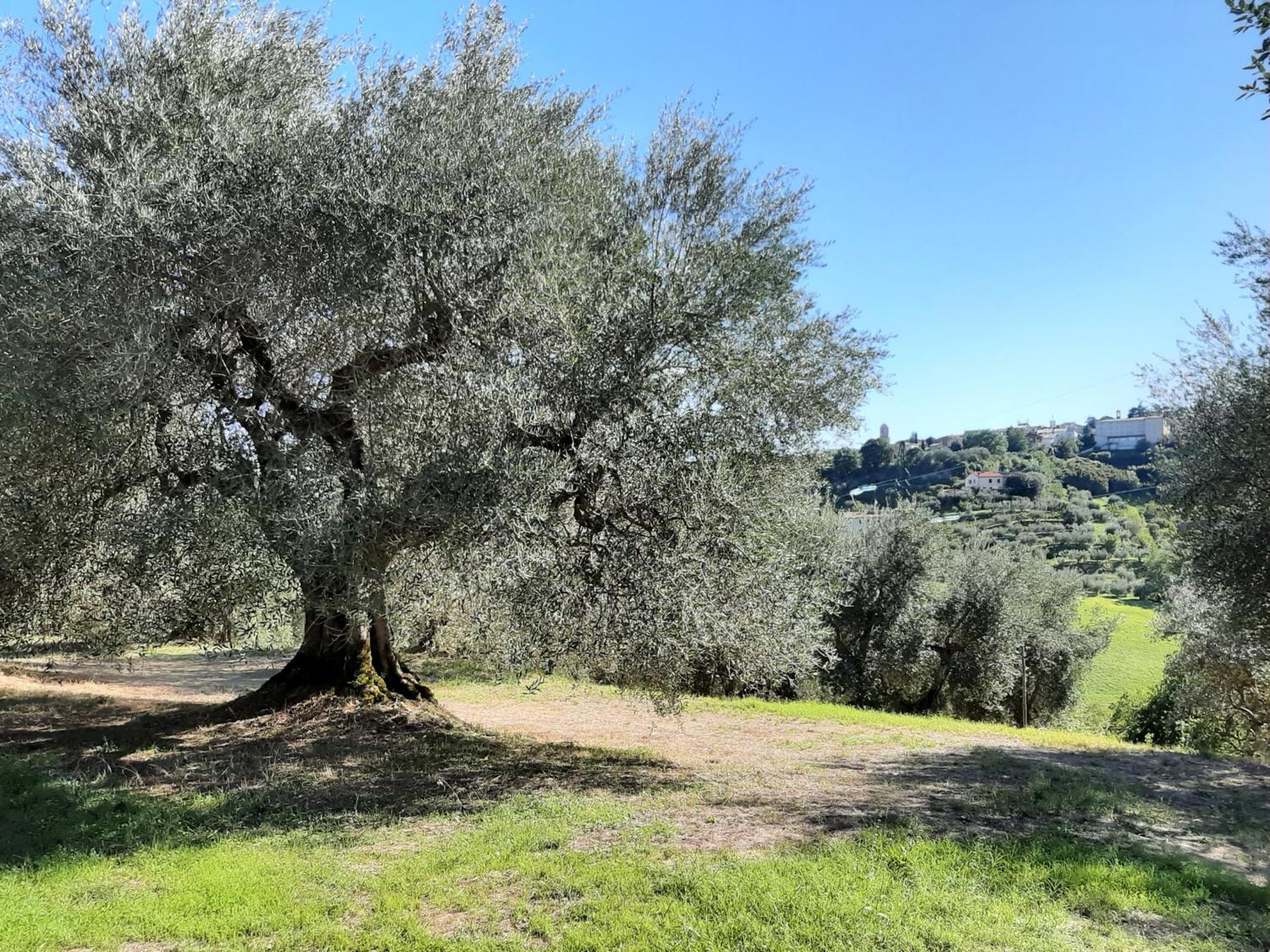 Montebello Degli Olivi คิอูซี ภายนอก รูปภาพ